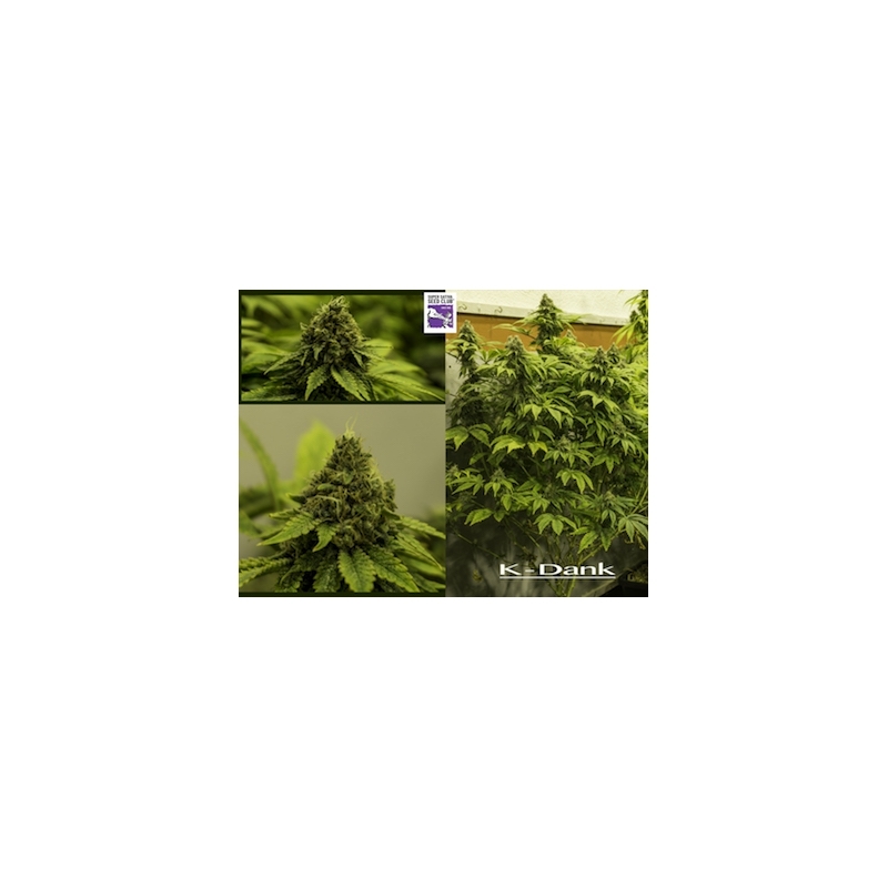 Super Sativa Seed Club - Karel's Dank (reg.)