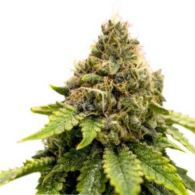 Super Sativa Seed Club - Karel's Dank (reg.) 09427