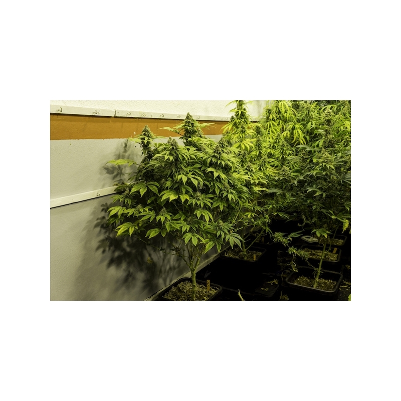 Super Sativa Seed Club - Karel's Dank (reg.)