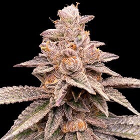 G13 Labs Seeds - Banana Latte (fem.) 09429