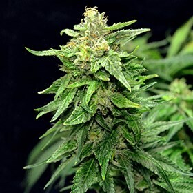 G13 Labs Seeds - Blue Cindy (fem.) 09430