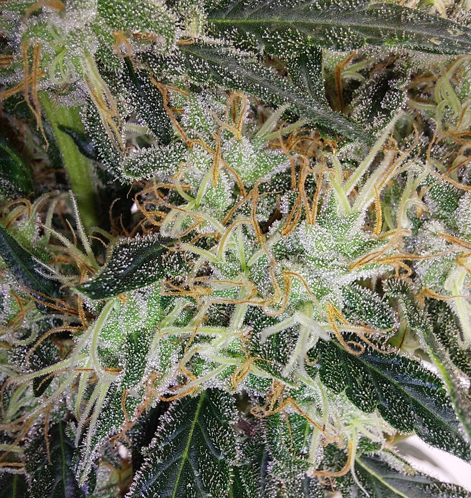 Ace Seeds - Super Panama Haze (reg.)