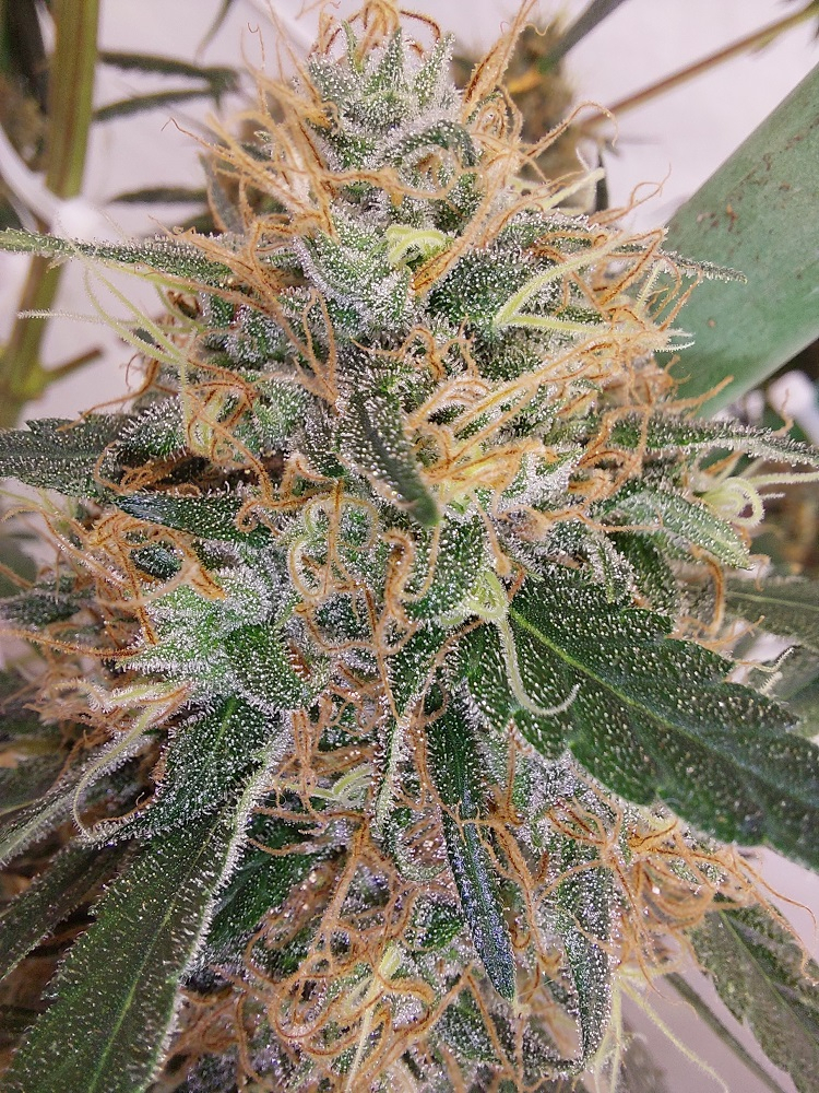Ace Seeds - Super Panama Haze (reg.)