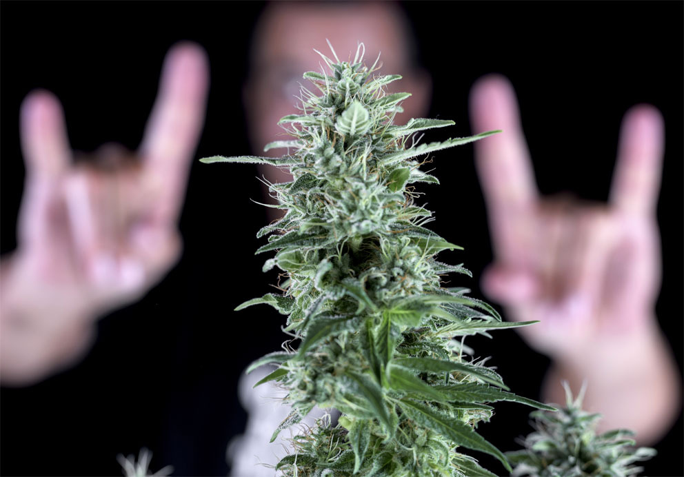 Genehtik Seeds - Txees Bilbo (fem.)