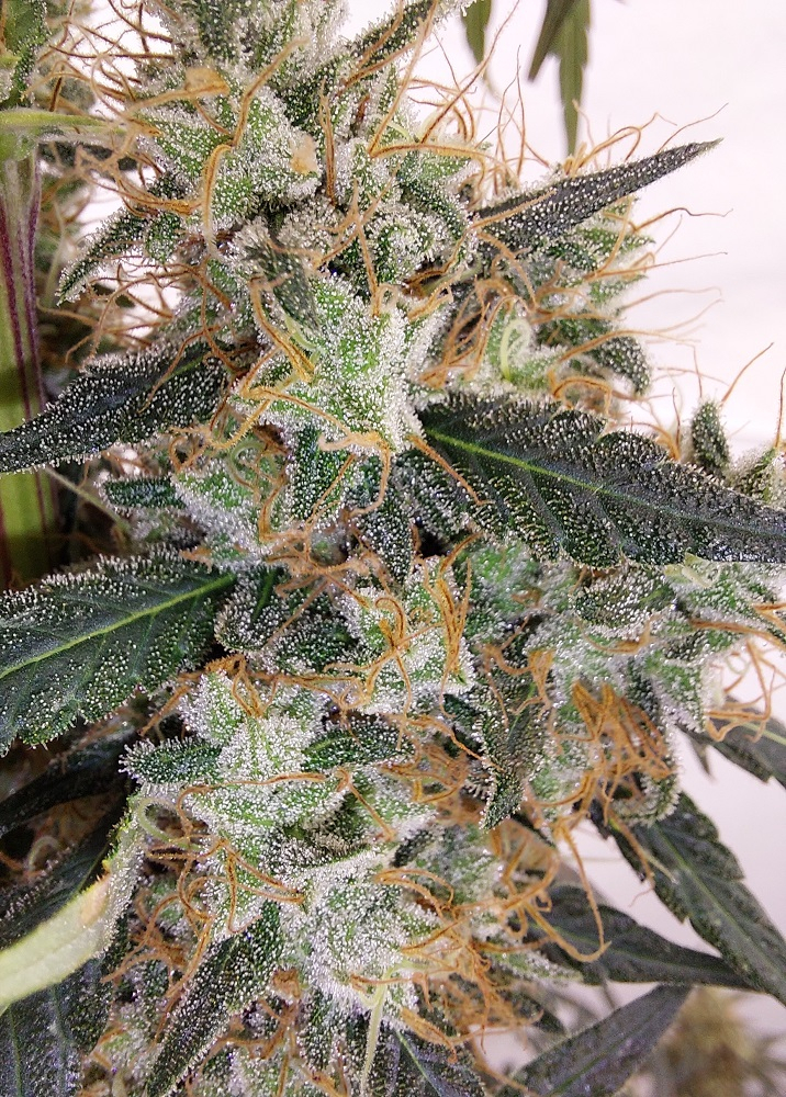 Ace Seeds - Super Panama Haze (reg.)