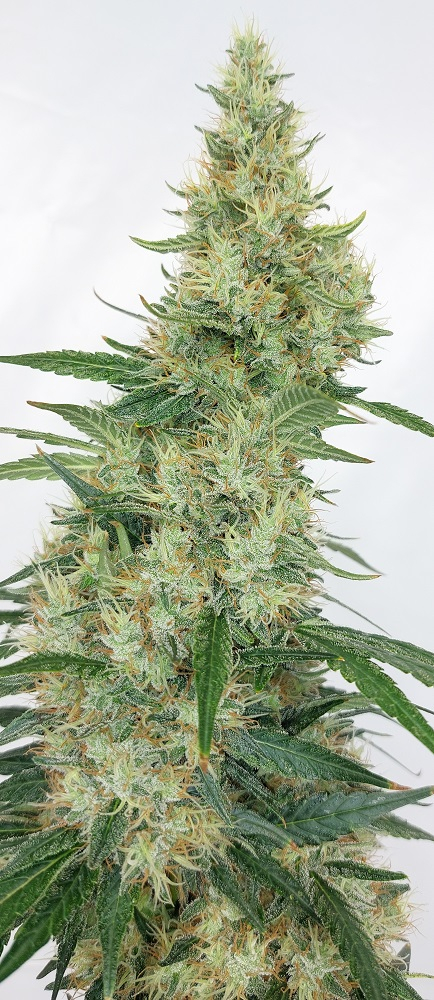 Ace Seeds - Super Panama Haze (reg.)