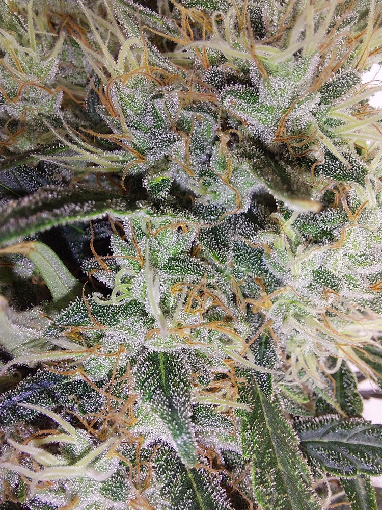 Ace Seeds - Super Panama Haze (reg.)