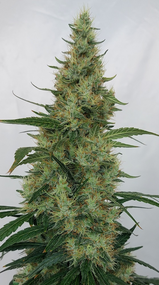 Ace Seeds - Super Panama Haze (reg.)