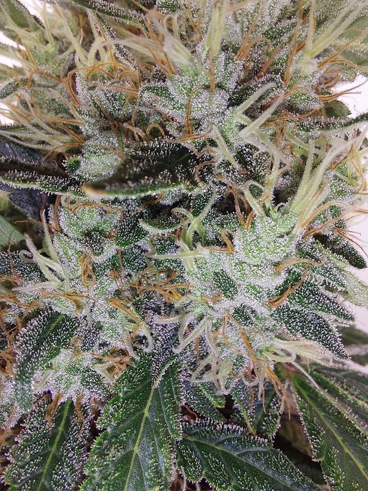 Ace Seeds - Super Panama Haze (reg.)