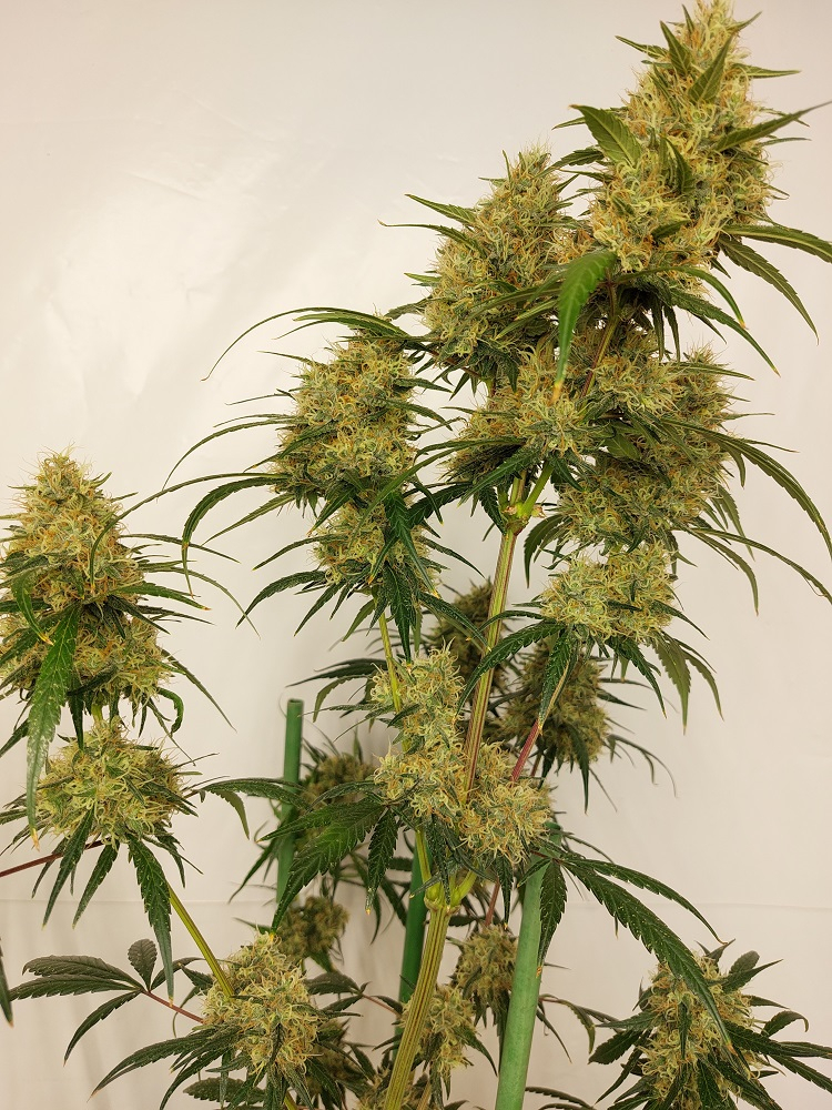 Ace Seeds - Super Panama Haze (reg.)