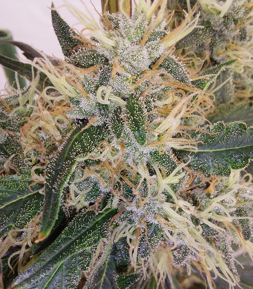 Ace Seeds - Super Panama Haze (reg.)