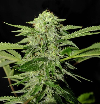 Genehtik Seeds - Txees Bilbo (fem.) 01867