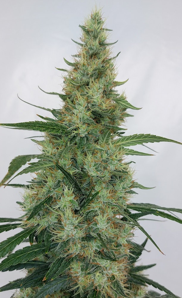 Ace Seeds - Super Panama Haze (reg.)