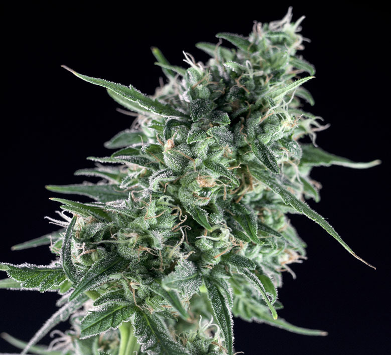 Genehtik Seeds - Txees Bilbo (fem.)