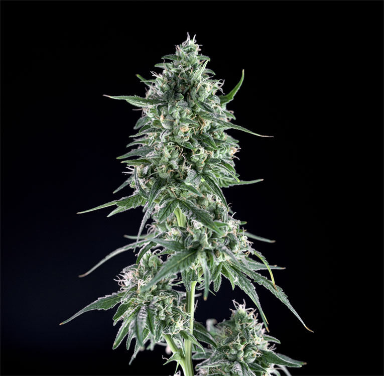 Genehtik Seeds - Txees Bilbo (fem.)