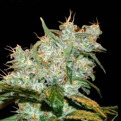 Genehtik Seeds - Goxuak Auto (auto/fem.) 01994