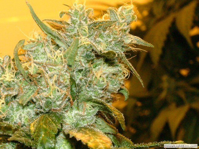 Genehtik Seeds - Buruandi aka BlockHead (reg.)