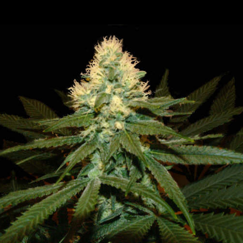 Genehtik Seeds - Super Kritikal (reg.)