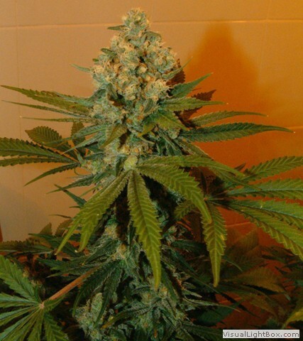 Genehtik Seeds - Super Kritikal (reg.)