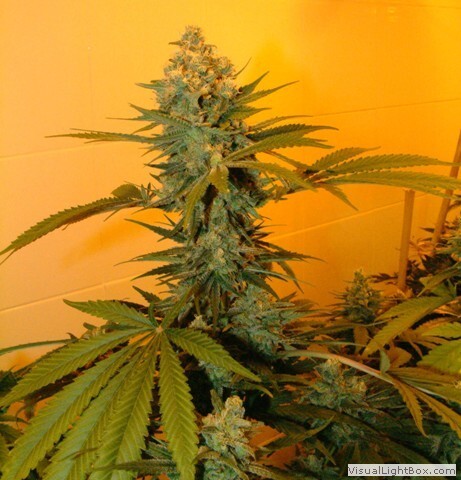 Genehtik Seeds - Super Kritikal (reg.)