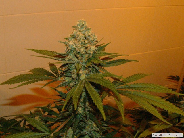 Genehtik Seeds - Super Kritikal (reg.)