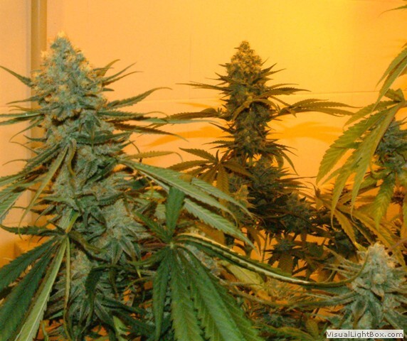 Genehtik Seeds - Super Kritikal (reg.)