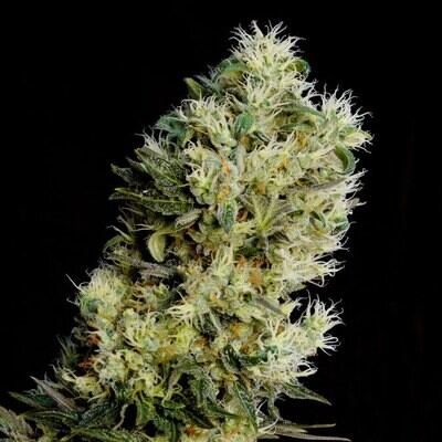 Genehtik Seeds - Amnesia Bilbo Auto (auto/fem.) 01998