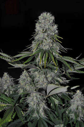 Genehtik Seeds - Kritikal Bilbo Auto (auto/fem.)