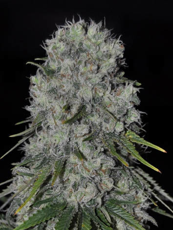 Genehtik Seeds - Kritikal Bilbo Auto (auto/fem.)