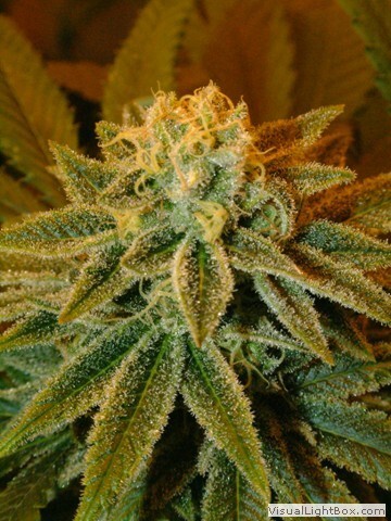 Genehtik Seeds - Buruandi aka BlockHead (reg.)