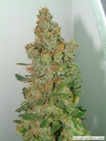 Genehtik Seeds - Buruandi aka BlockHead (reg.)