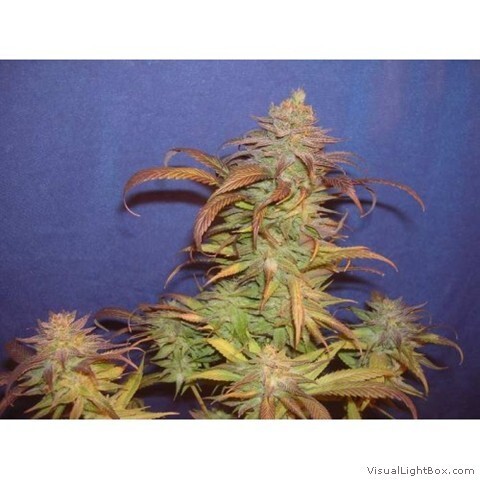 Genehtik Seeds - Buruandi aka BlockHead (reg.)