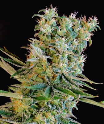Genehtik Seeds - Amnesia Bilbo (fem.) 01861