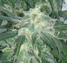 Genehtik Seeds - Amnesia Bilbo (fem.)