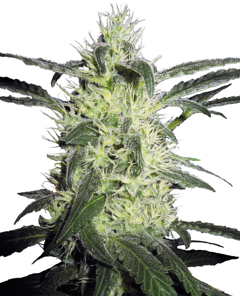 Sensi Seeds - Silver Haze (fem.)