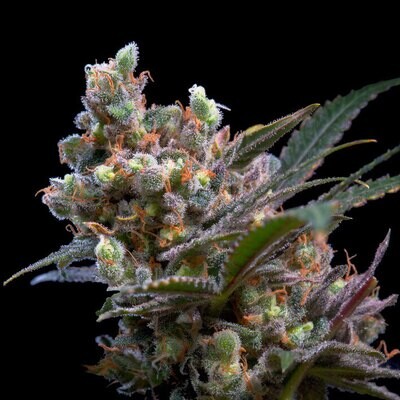 Genehtik Seeds - Kritikal Bilbo (fem.) 01862