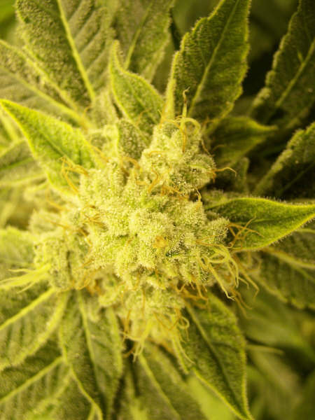 Genehtik Seeds - Txomango (fem.)