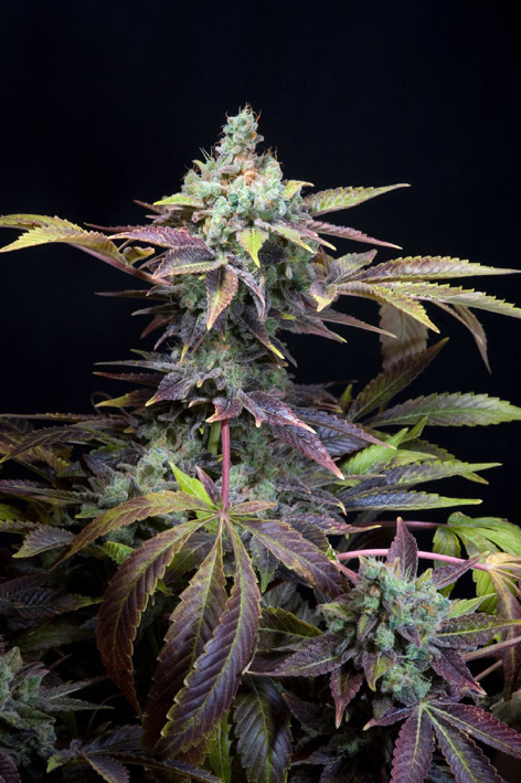 Genehtik Seeds - Txomango (fem.)