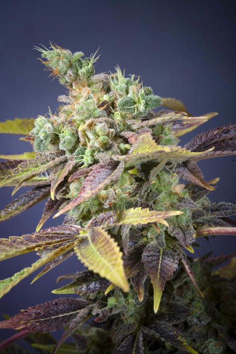 Genehtik Seeds - Txomango (fem.)