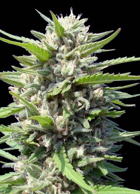 Genehtik Seeds - Northern Lights Auto (auto/fem.) 01997