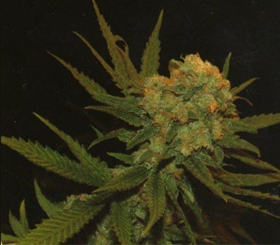 Genehtik Seeds - Kritikal Bilbo (fem.)