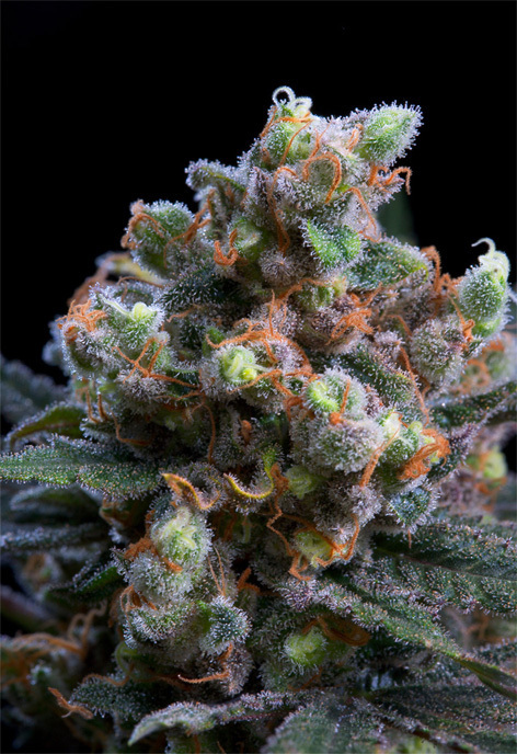 Genehtik Seeds - Kritikal Bilbo (fem.)