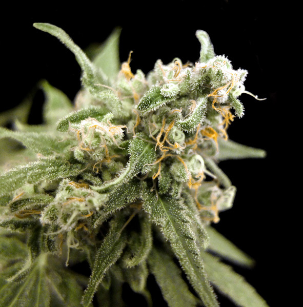 Genehtik Seeds - Kritikal Bilbo (fem.)