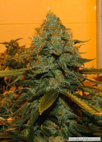 Genehtik Seeds - Northern Lights X (fem.) Genehtik Seeds - Northern Lights X (fem.)