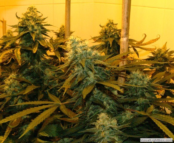 Genehtik Seeds - Northern Lights X (fem.) Genehtik Seeds - Northern Lights X (fem.)