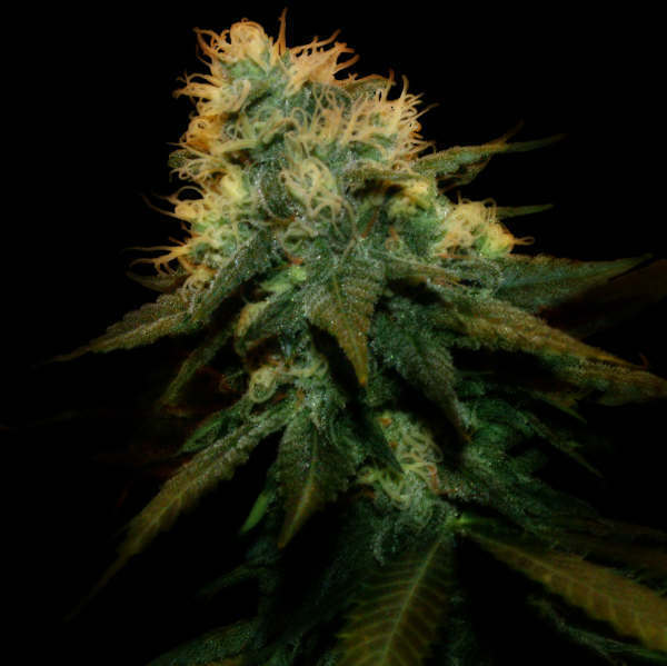 Genehtik Seeds - Northern Lights X (fem.) Genehtik Seeds - Northern Lights X (fem.)