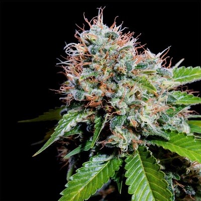 Genehtik Seeds - Zuri Widow (fem.) 01869