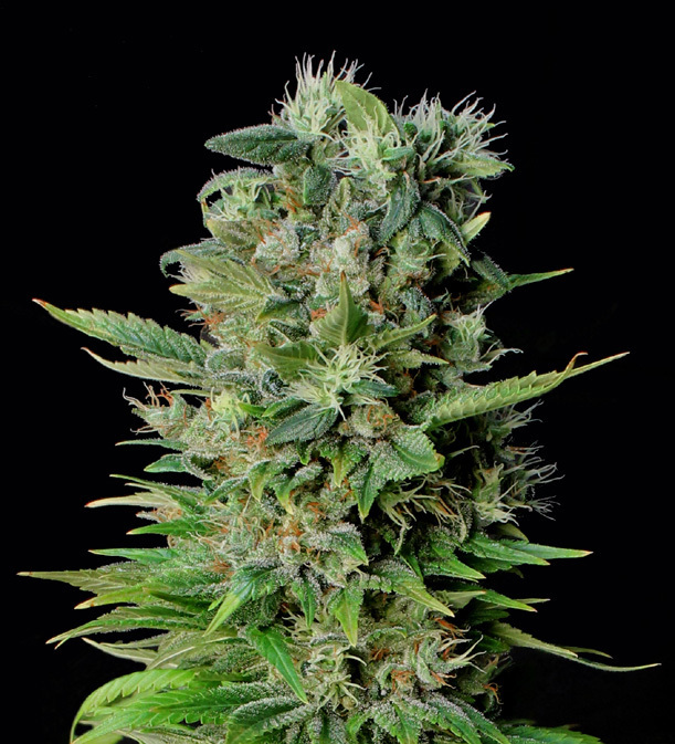 Genehtik Seeds - Zuri Widow (fem.)