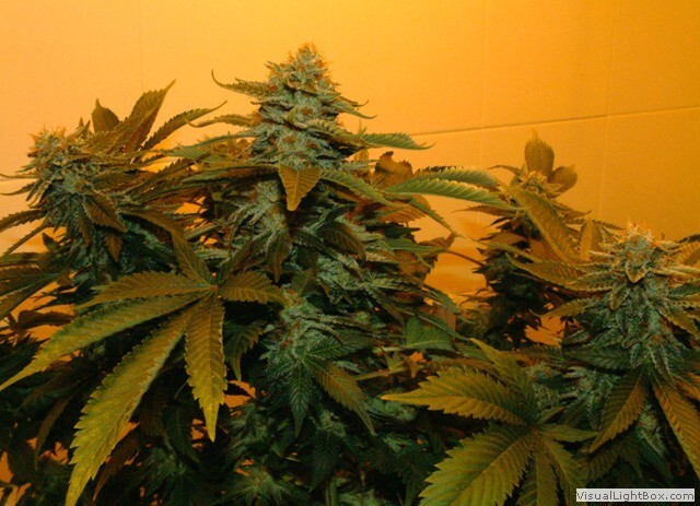 Genehtik Seeds - Zuri Widow (fem.)