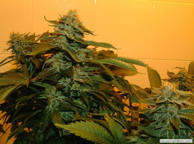 Genehtik Seeds - Zuri Widow (fem.)